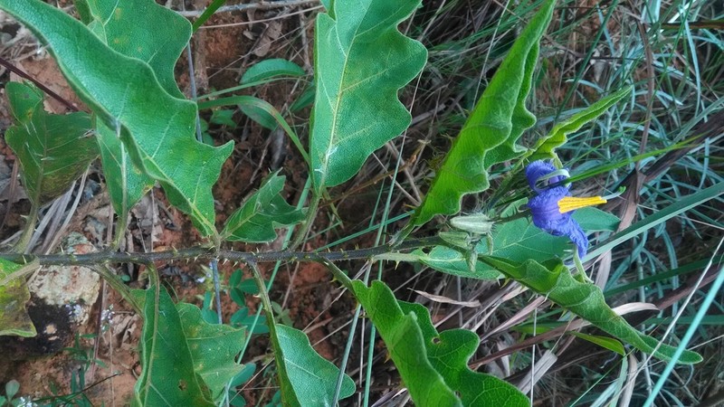 Solanum medusae