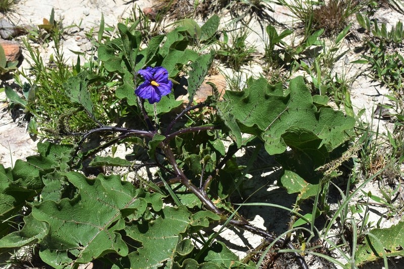 Solanum medusae photo 2