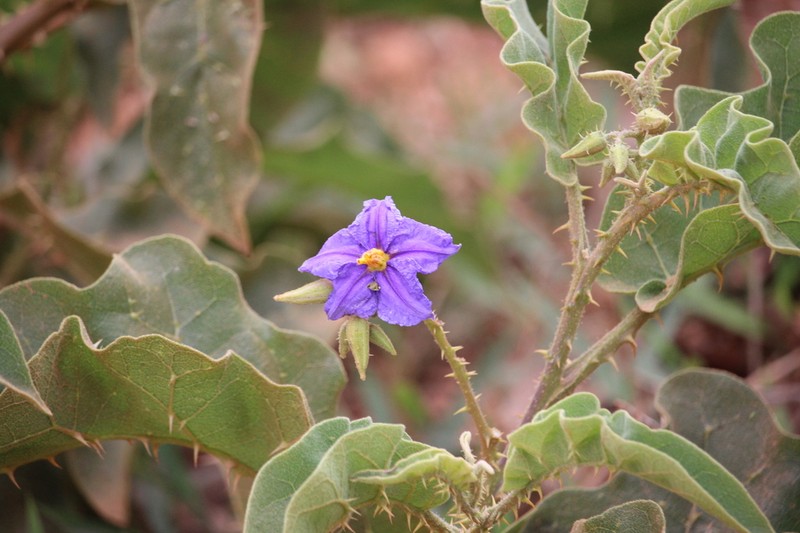 Solanum medusae photo 3