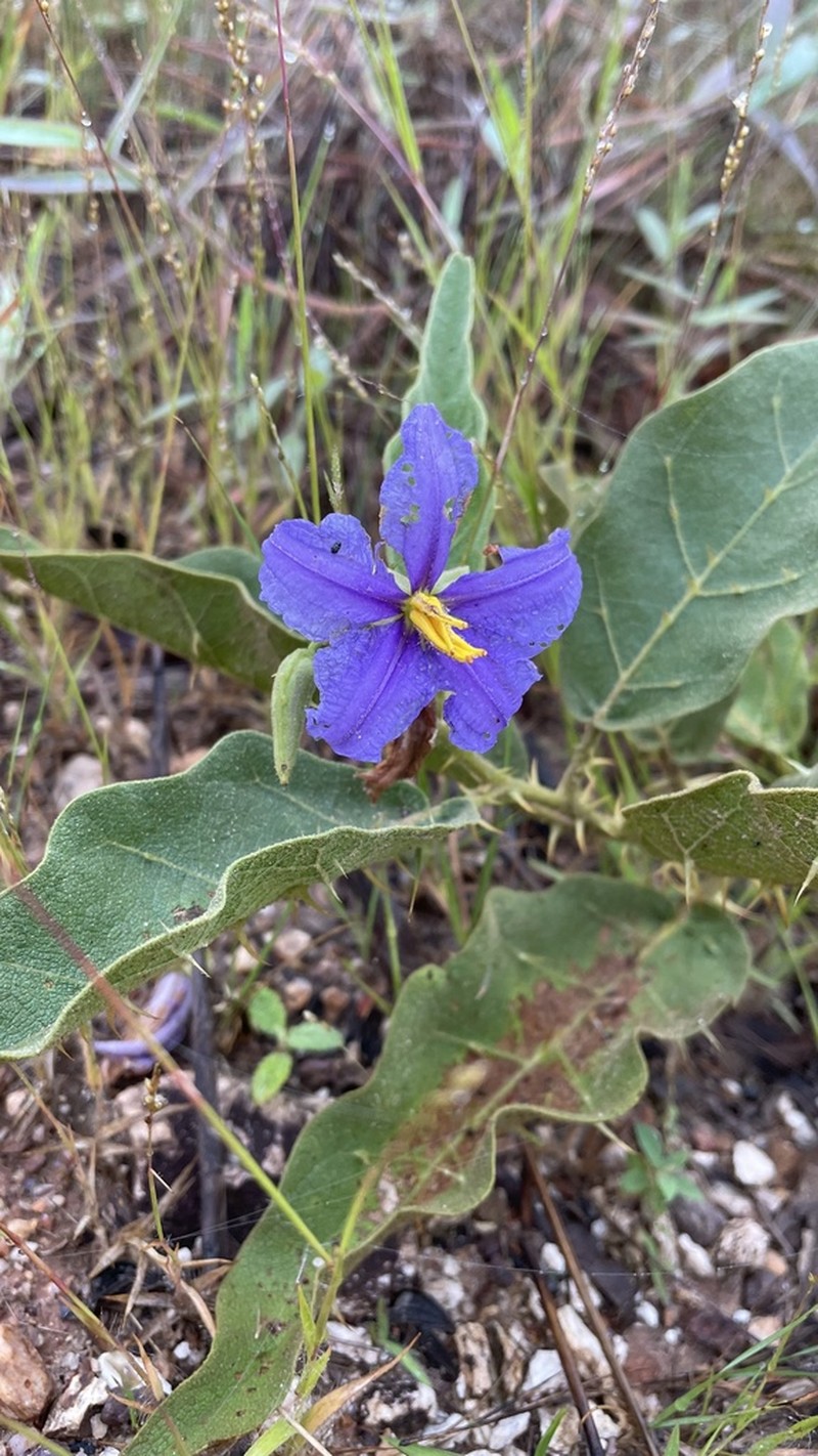 Solanum medusae photo 4