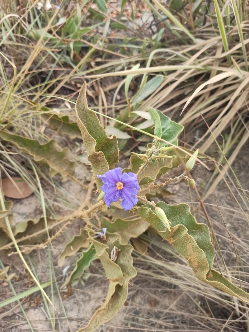 Solanum medusae photo 5