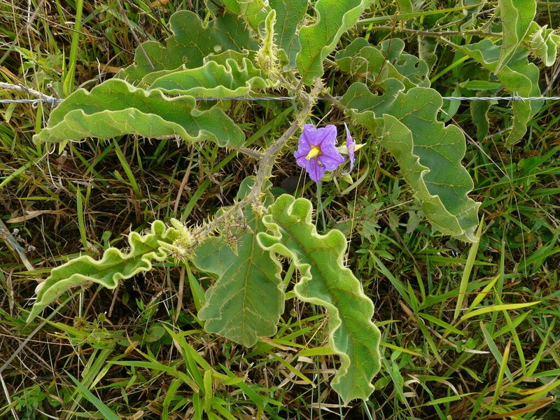 Solanum medusae photo 6