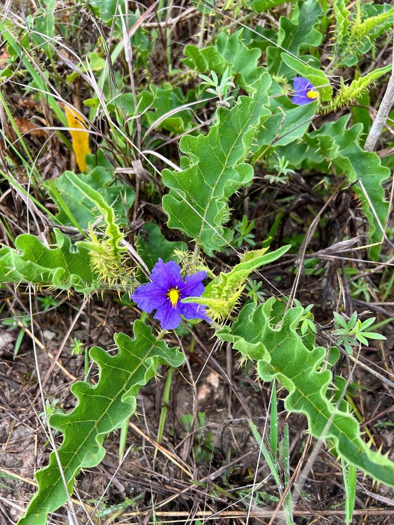 Solanum medusae photo 7