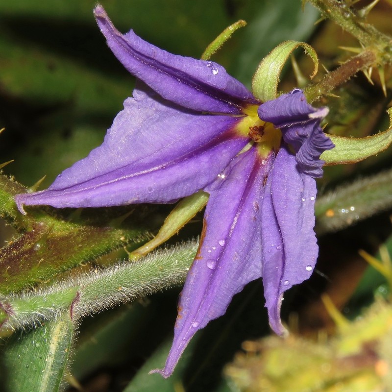 Solanum medusae photo 8