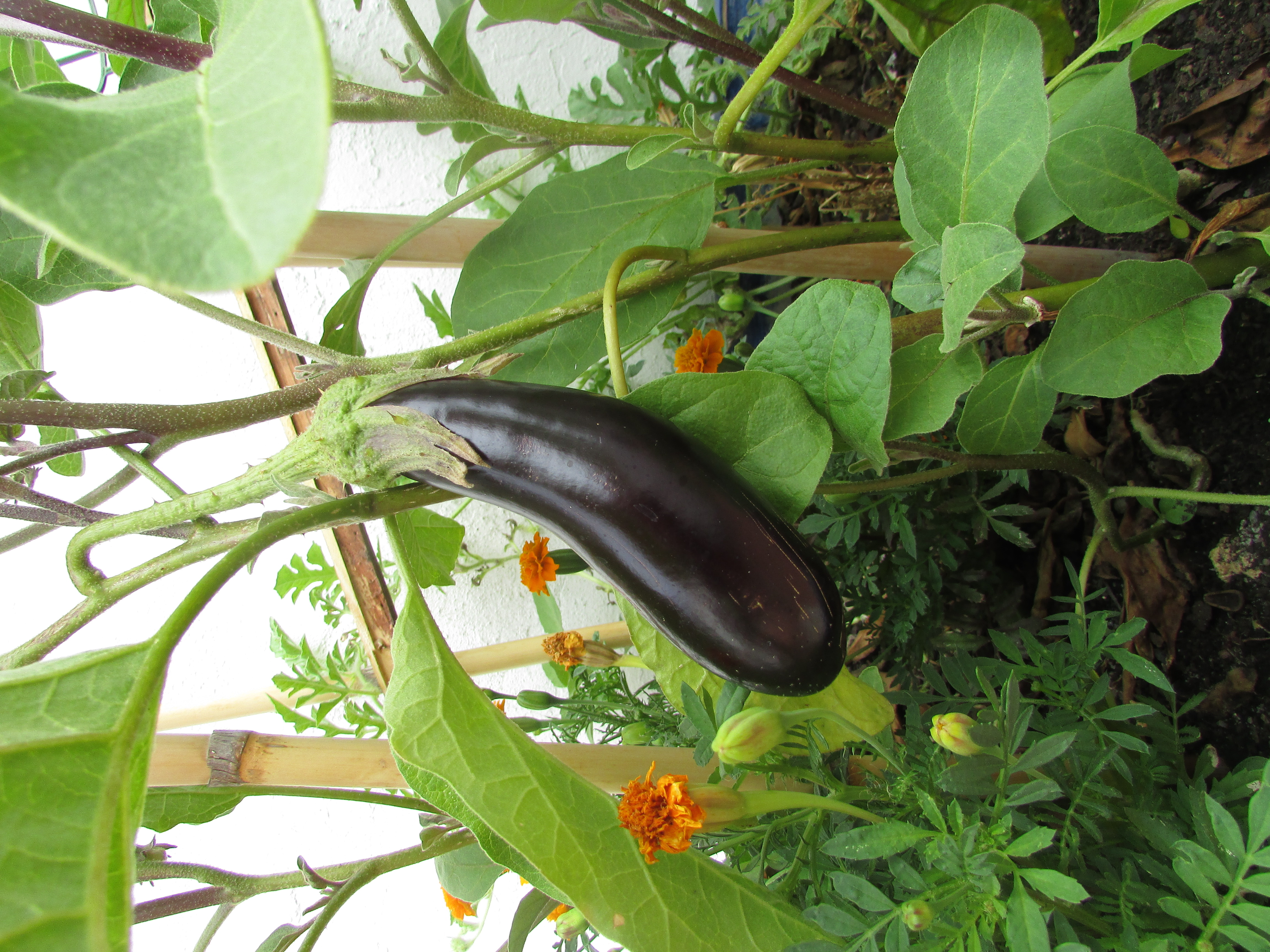 Eggplant photo 4