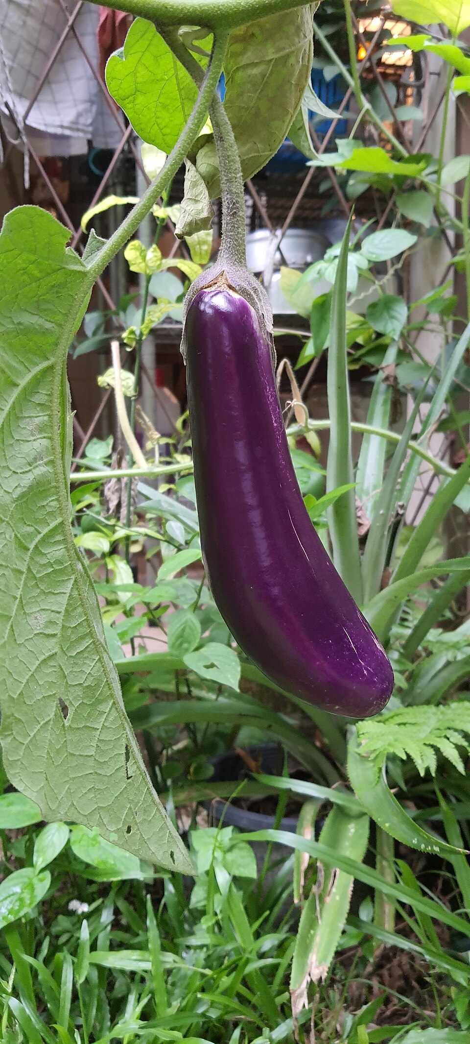 Eggplant photo 5