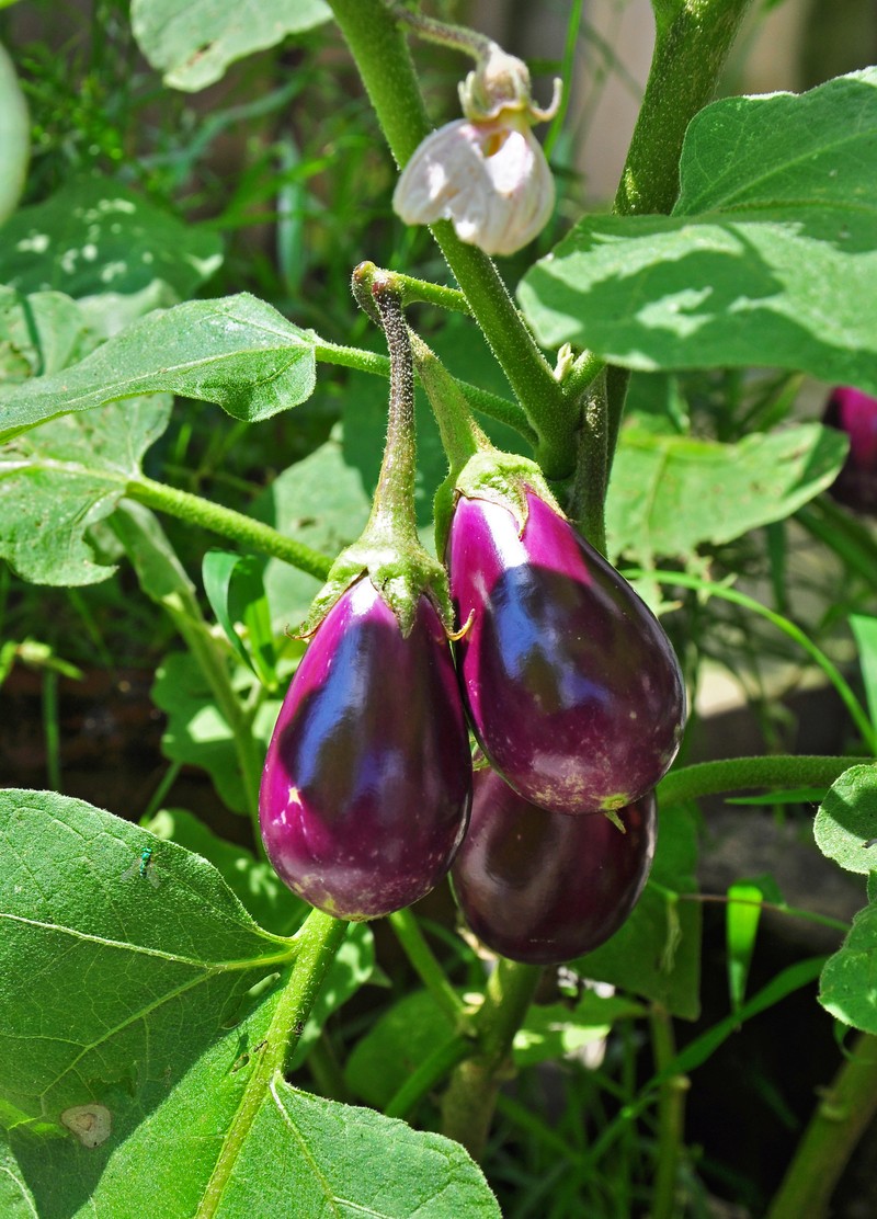 Eggplant photo 3
