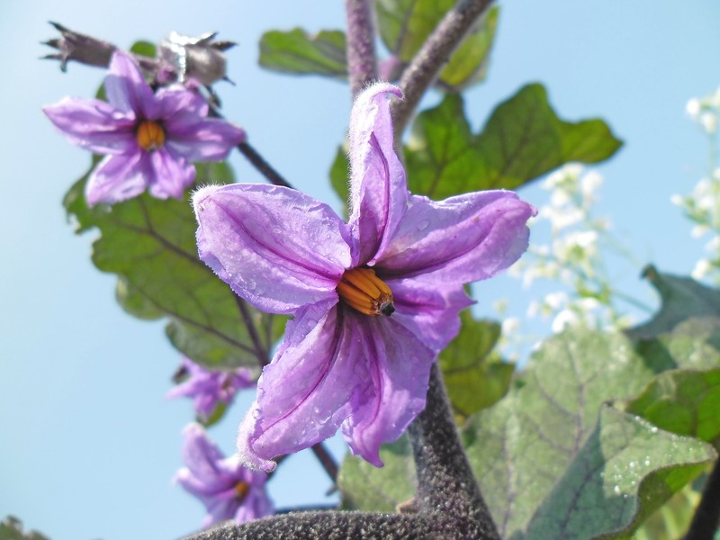Eggplant photo 6