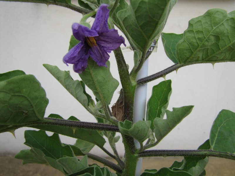 Eggplant photo 7