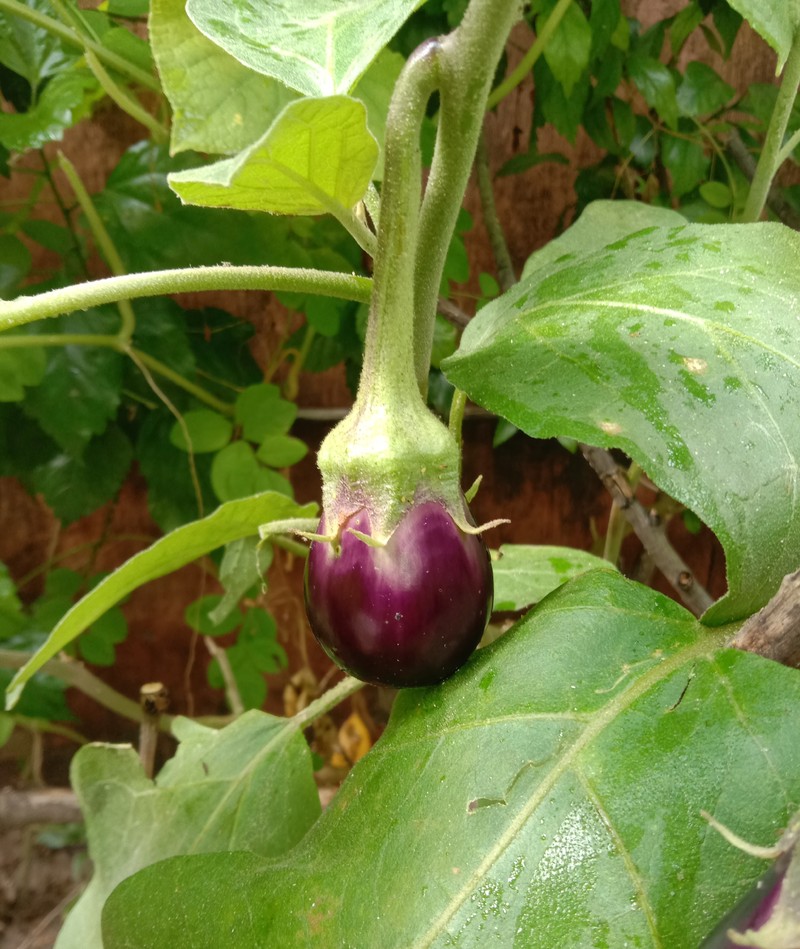Eggplant photo 8