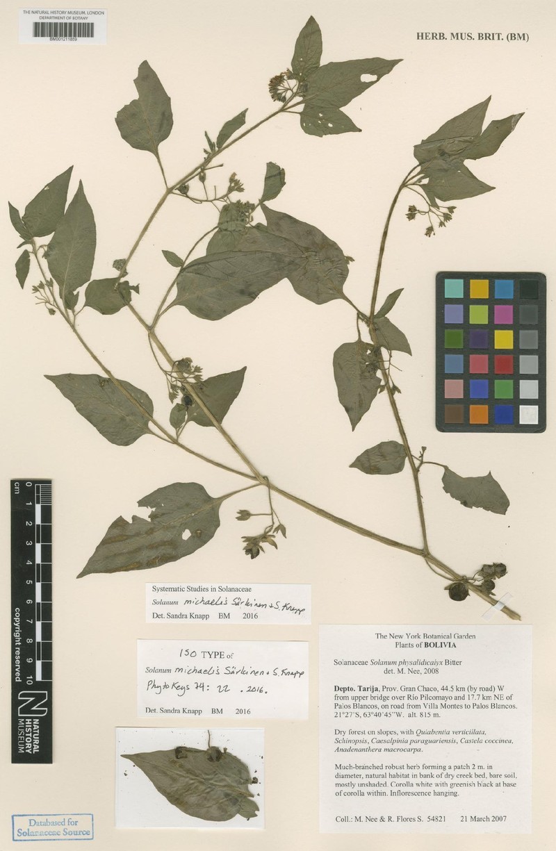 Solanum michaelis