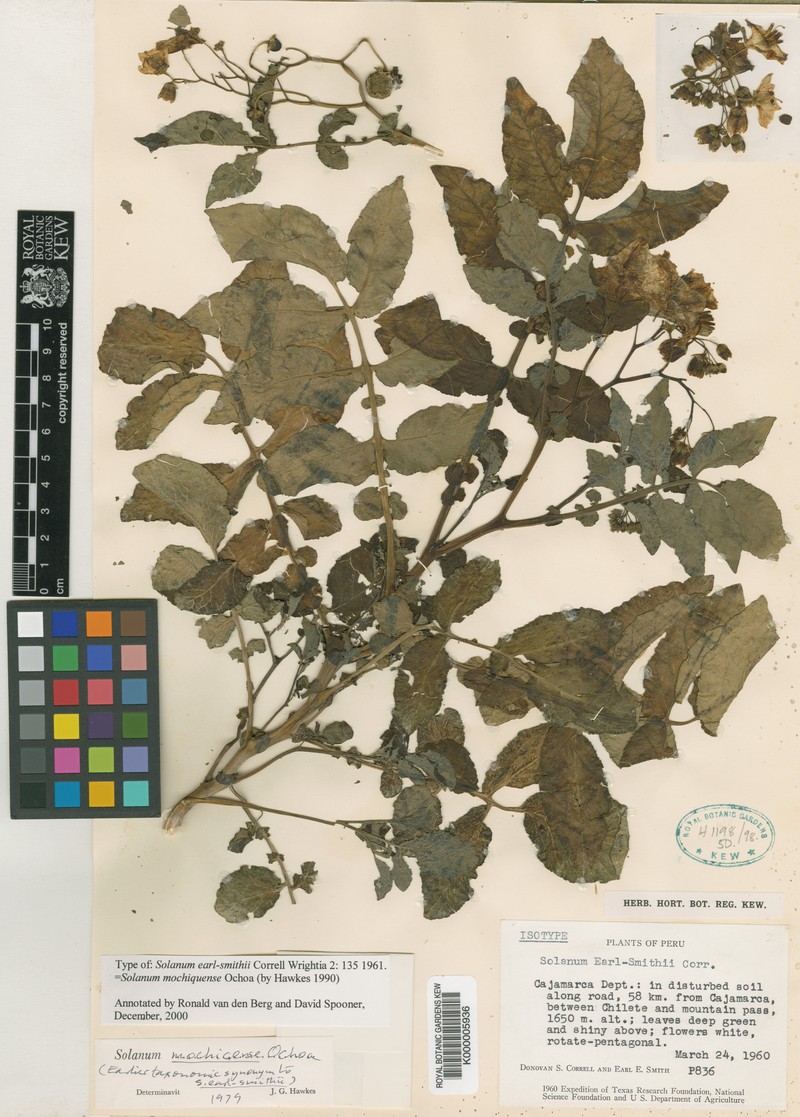 Solanum mochiquense