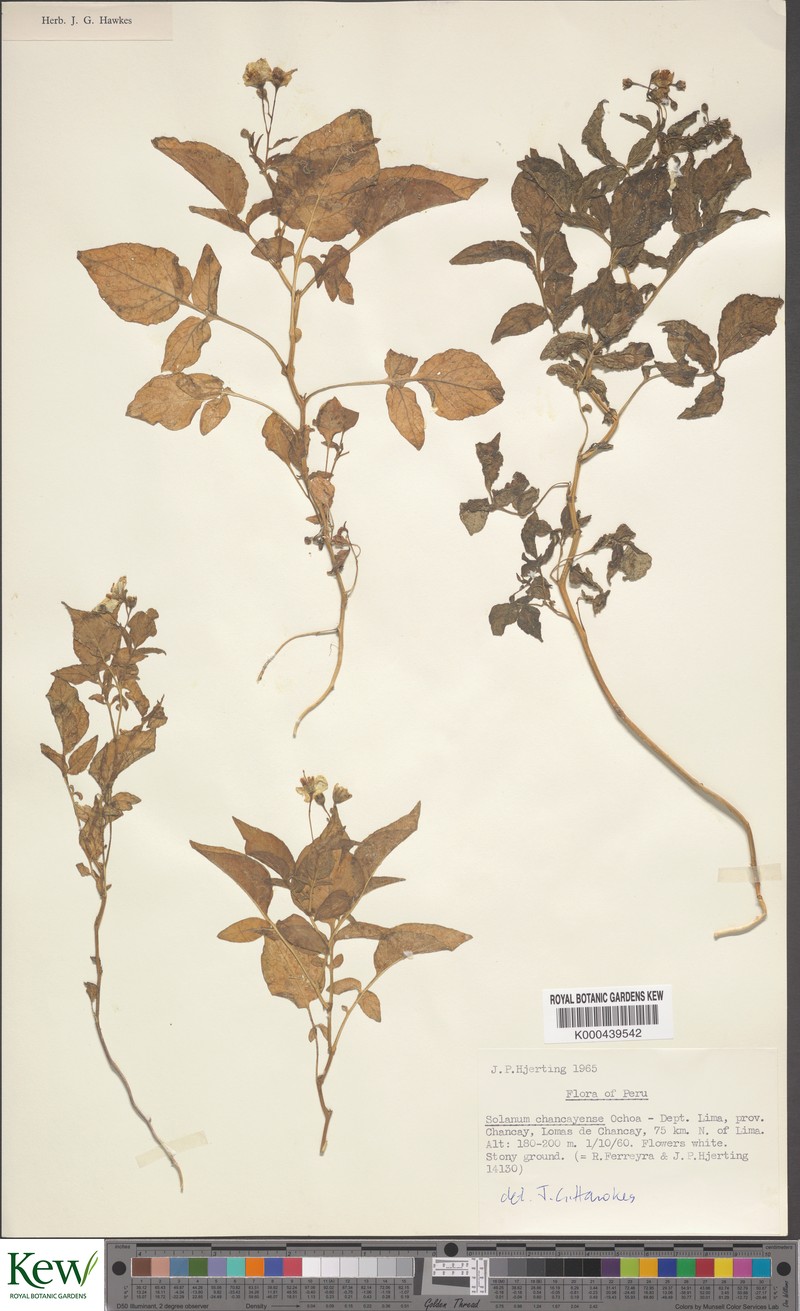 Solanum mochiquense photo 2