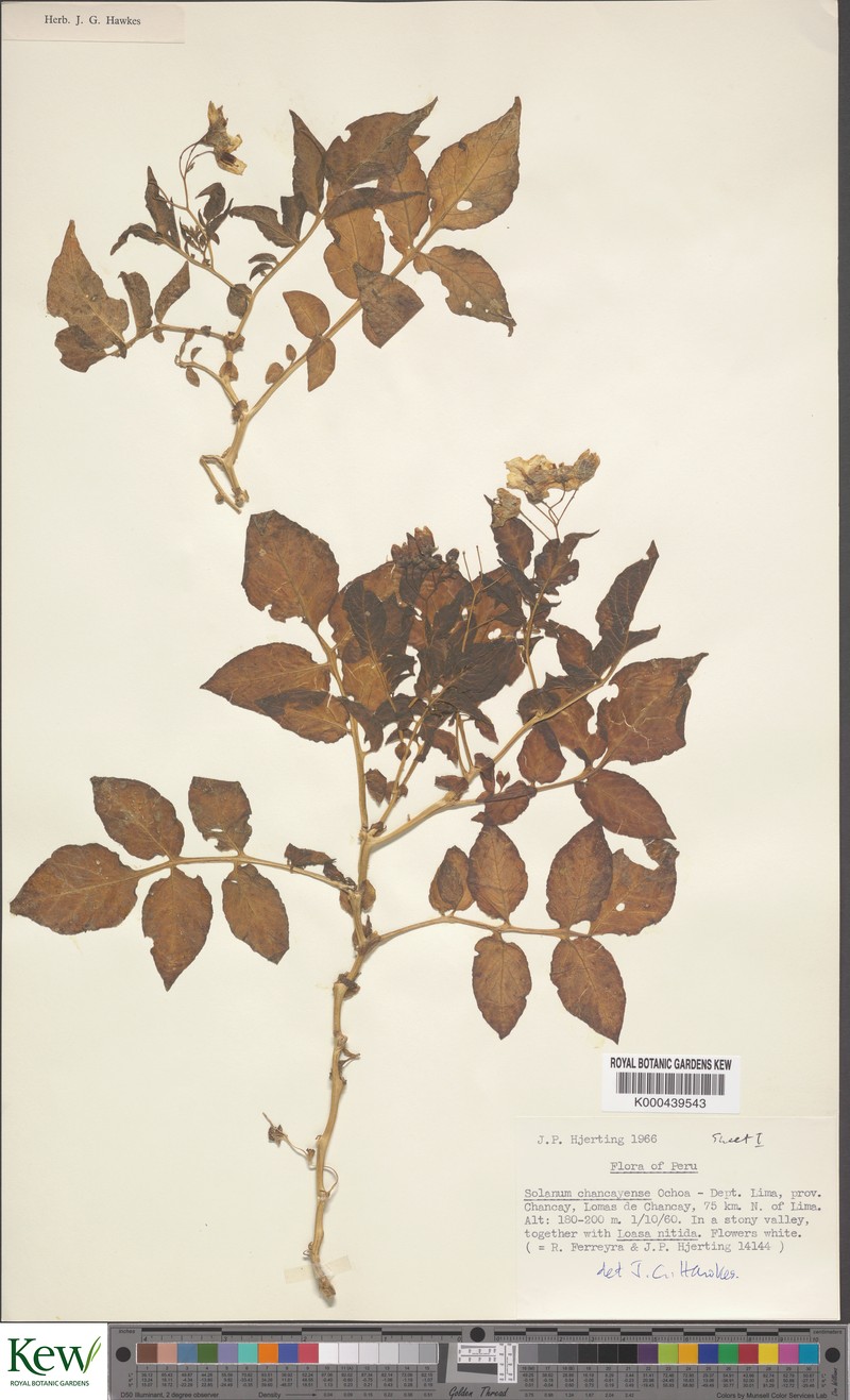 Solanum mochiquense photo 3