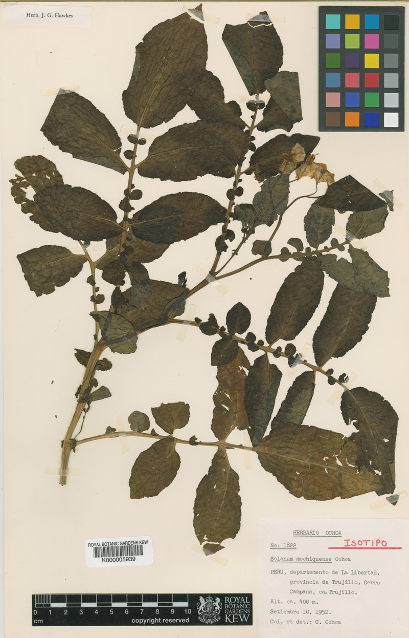 Solanum mochiquense photo 4