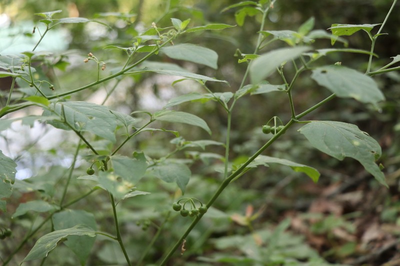 Divine Nightshade