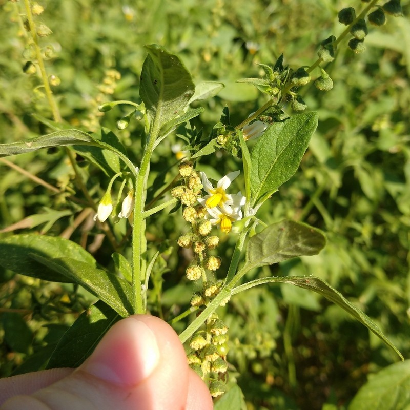 Divine Nightshade photo 2