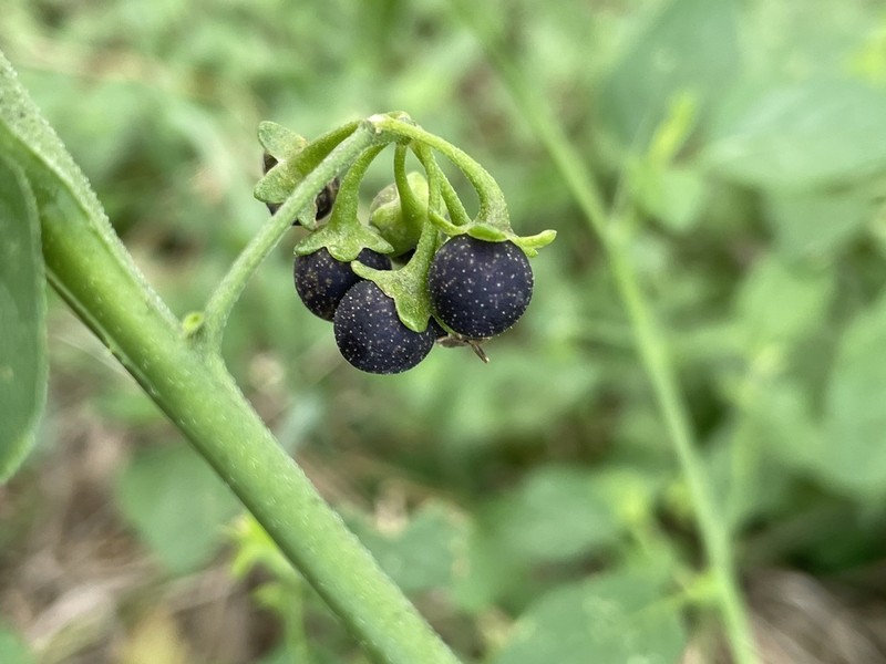 Divine Nightshade photo 4