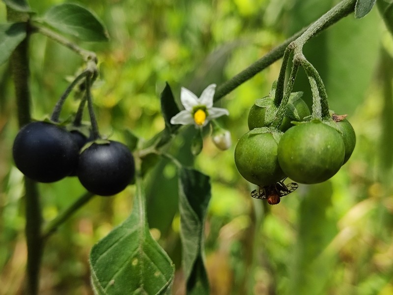 Divine Nightshade photo 5