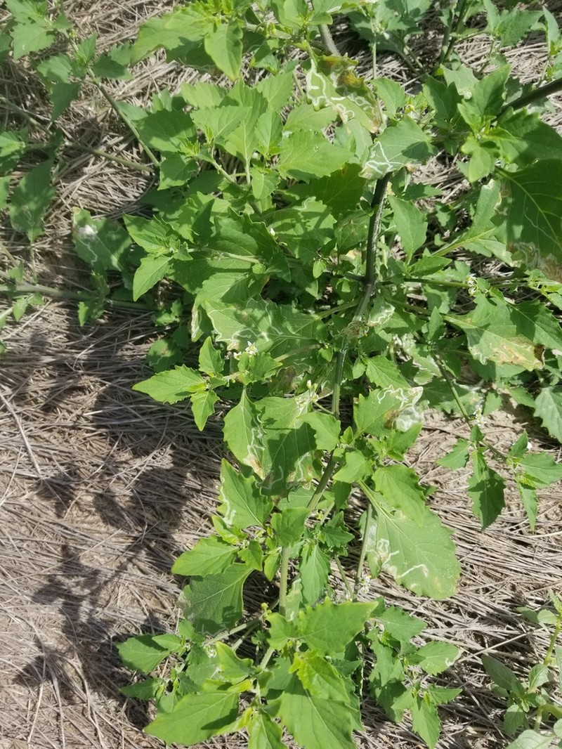Divine Nightshade photo 6