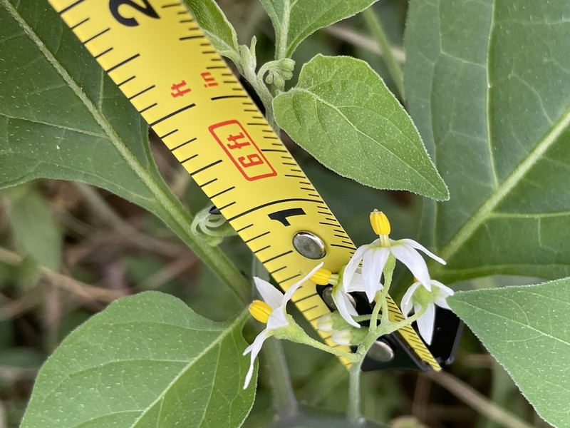 Divine Nightshade photo 7