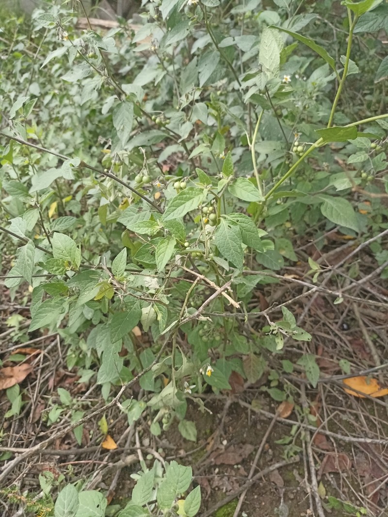 Divine Nightshade photo 8