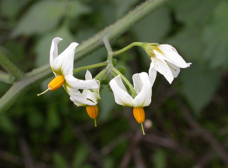 Divine Nightshade photo 2