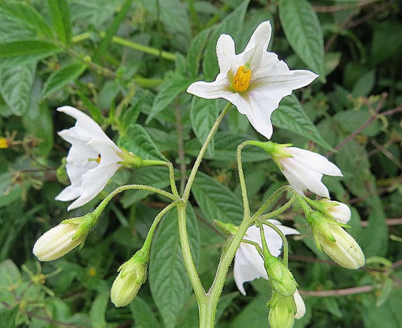 Divine Nightshade photo 3