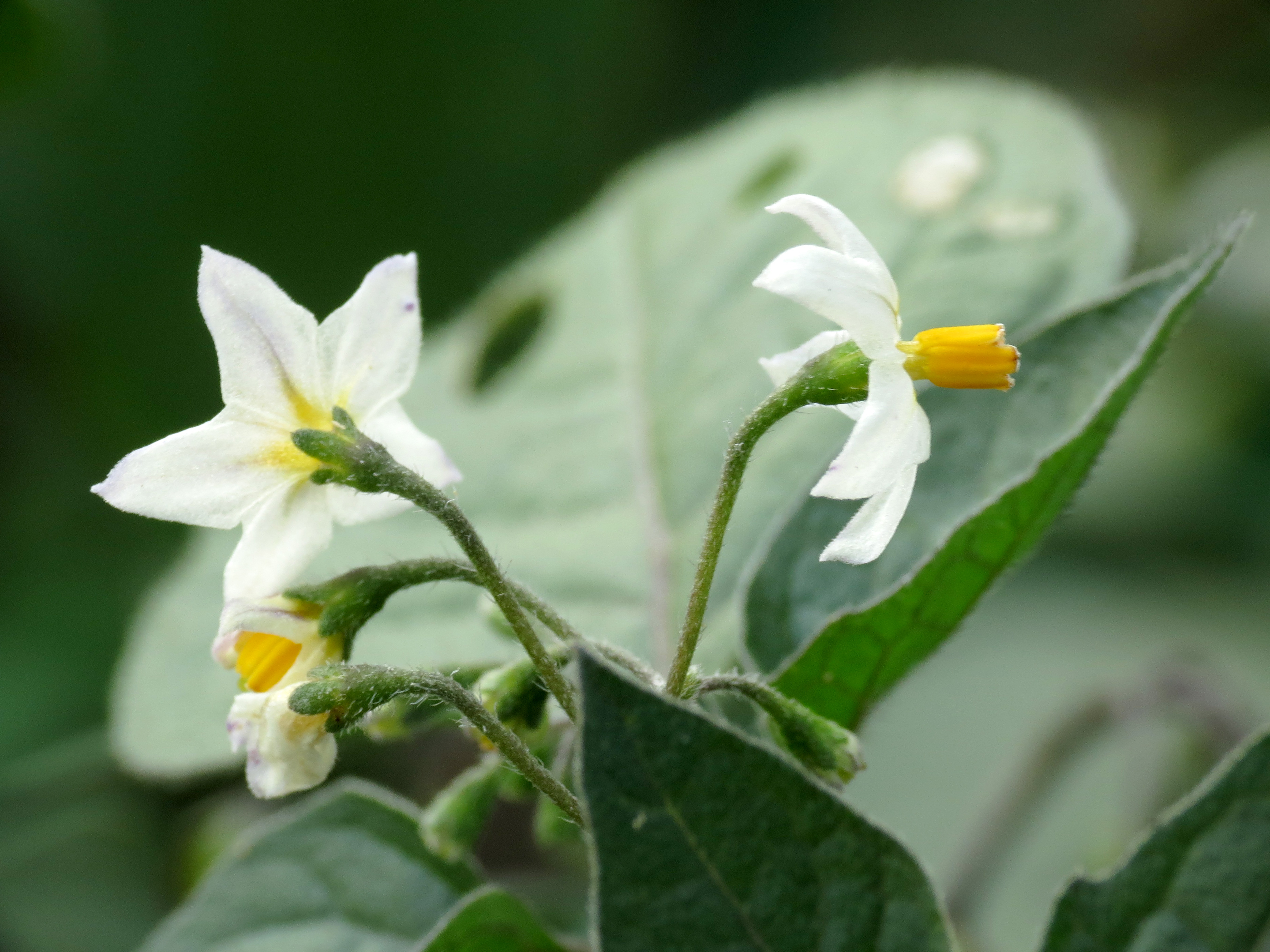 Black Nightshade photo 2