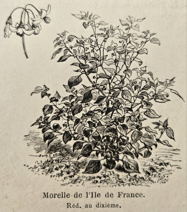 Black Nightshade photo 4