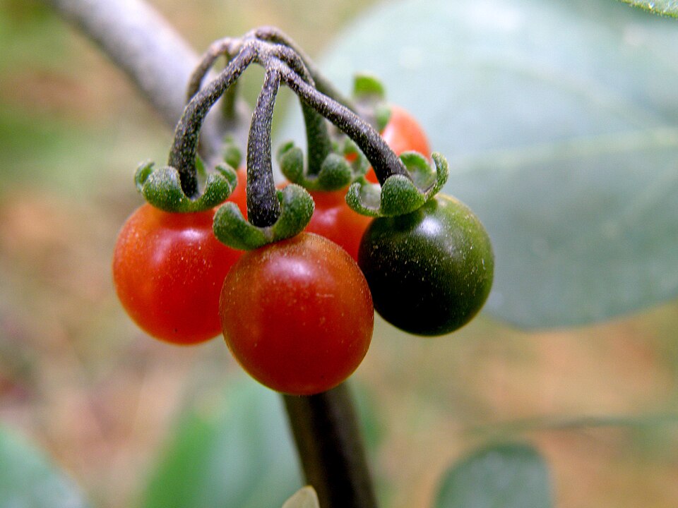 Black Nightshade photo 5