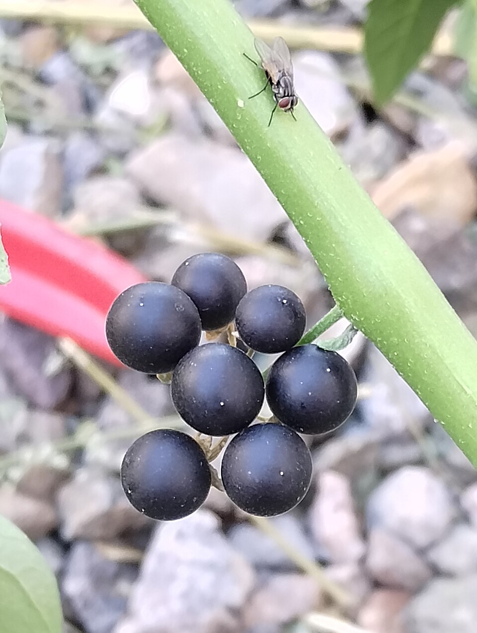 Black Nightshade photo 6