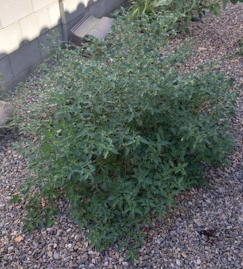 Black Nightshade photo 7
