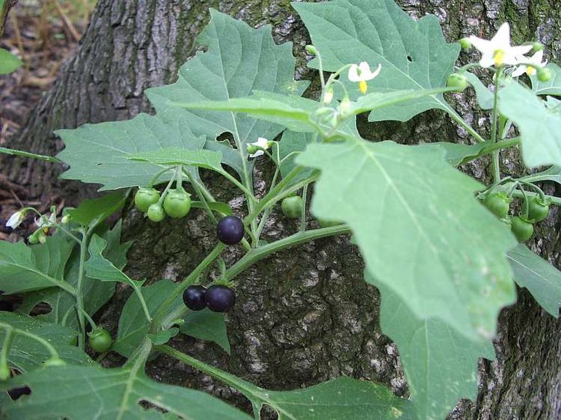 Black Nightshade photo 8