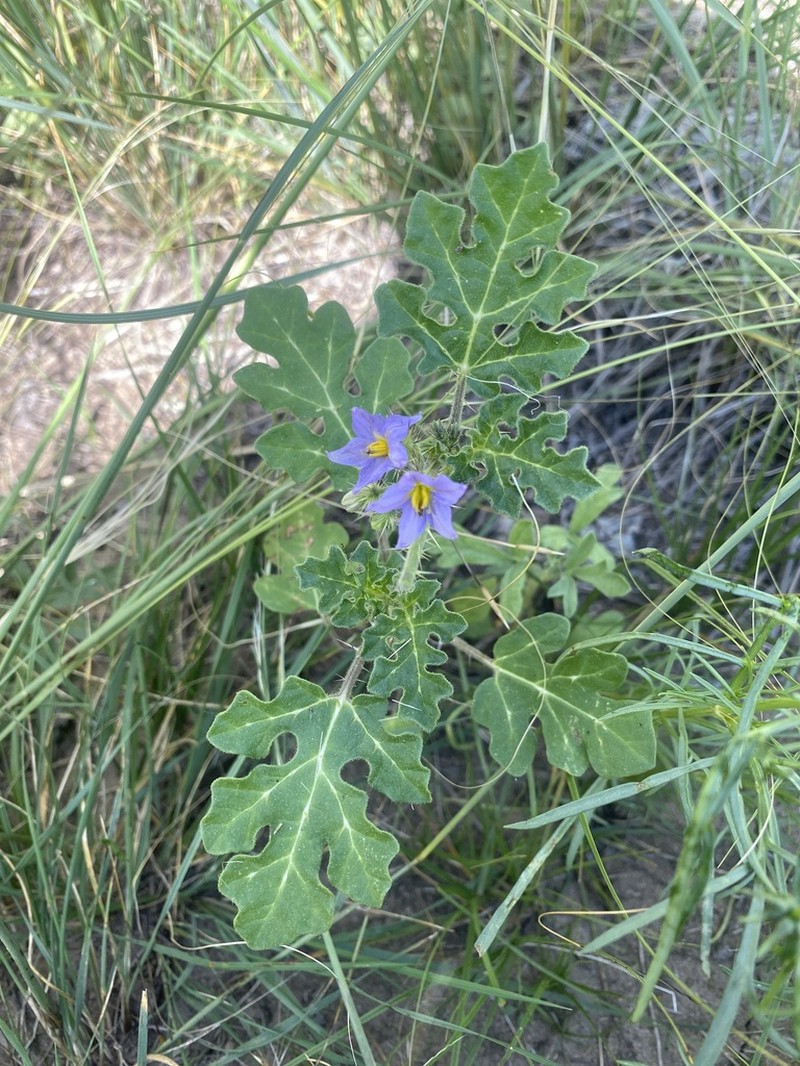 Solanum novomexicanum