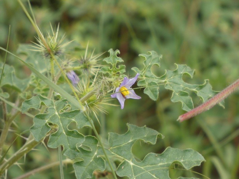 Solanum novomexicanum photo 2