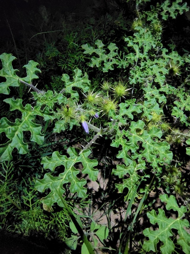 Solanum novomexicanum photo 3