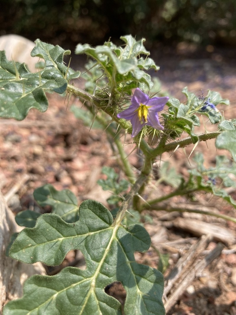 Solanum novomexicanum photo 5