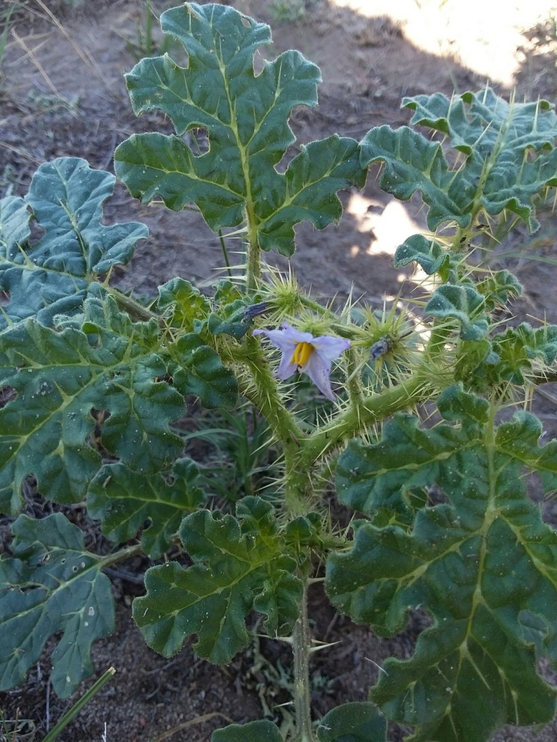 Solanum novomexicanum photo 6
