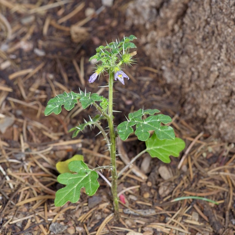 Solanum novomexicanum photo 7