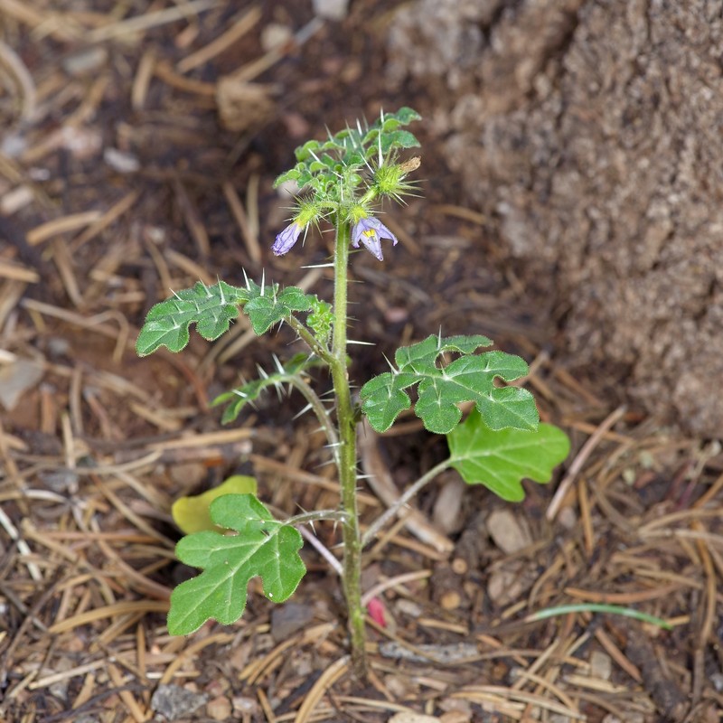 Solanum novomexicanum photo 8