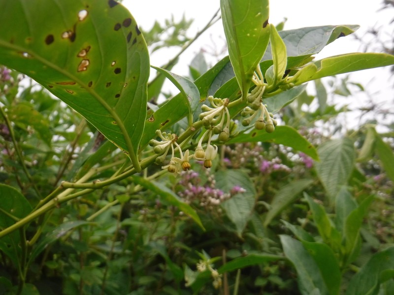 Forest Nightshade