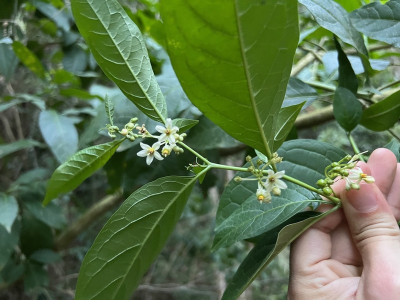 Forest Nightshade photo 3