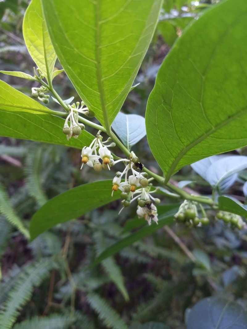 Forest Nightshade photo 4