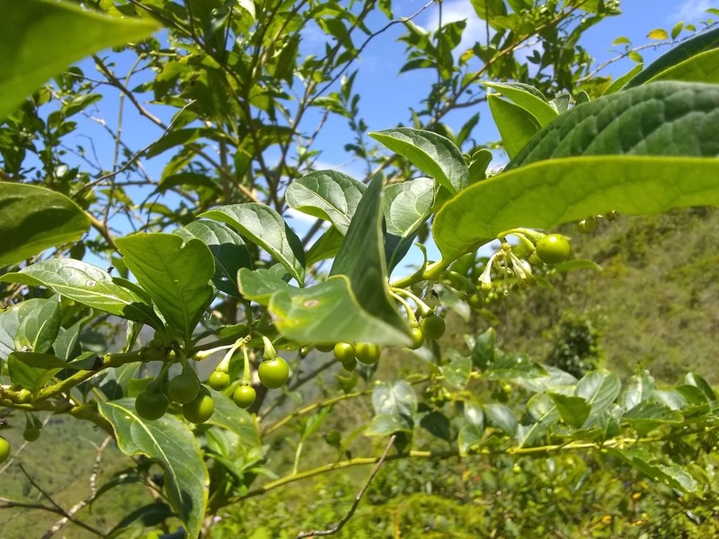 Forest Nightshade photo 6
