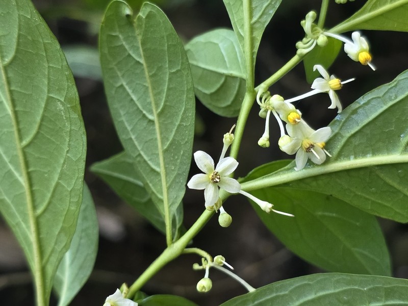 Forest Nightshade photo 7
