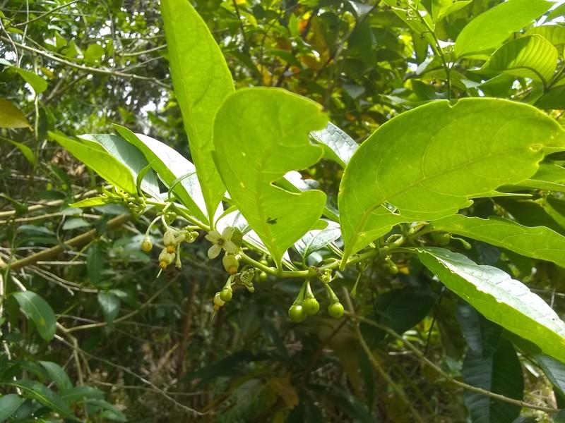 Forest Nightshade photo 8