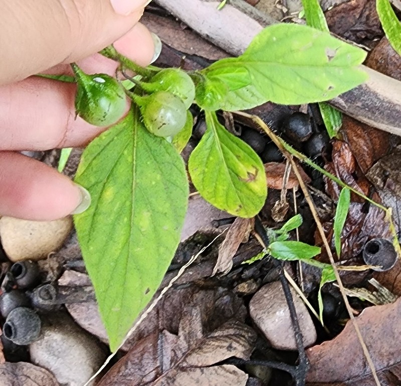 Solanum olympicum
