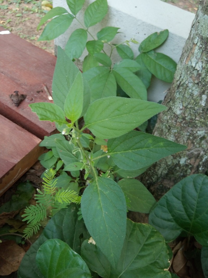 Solanum olympicum photo 2