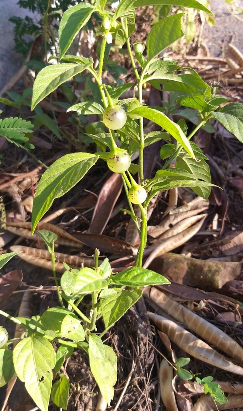 Solanum olympicum photo 3
